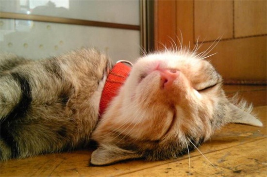 女孩子养猫注意事项