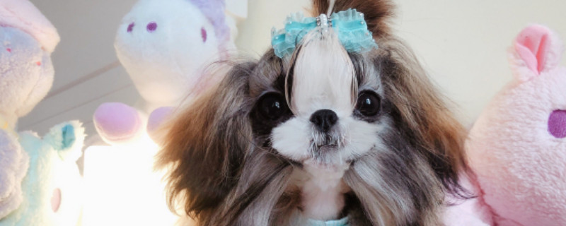 西施犬为什么没人养