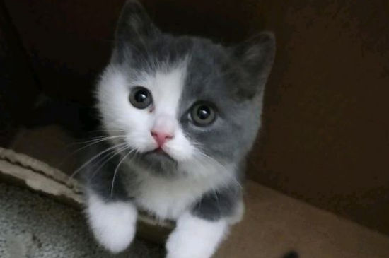 猫咪能喝白米粥吗