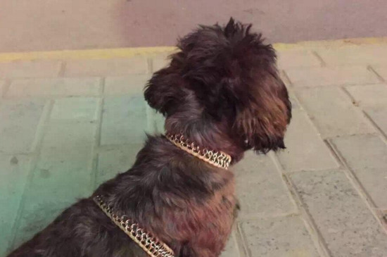 狗跑丢了能自己回来吗