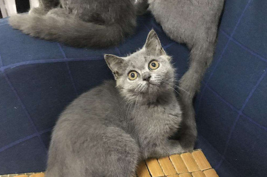 1年以上的猫会得猫瘟吗，成年猫的猫瘟的几率大么