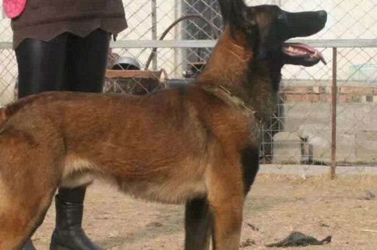 马犬看家护院怎么样