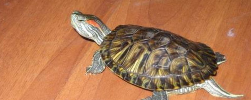 巴西龟临死前什么症状