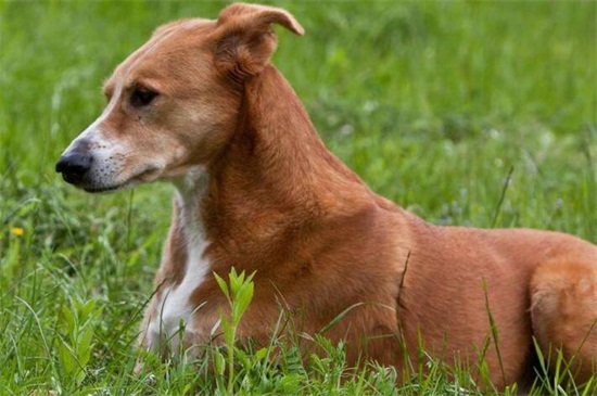 狗抓伤要打针吗，若狗没接种疫苗就需要打狂犬疫苗