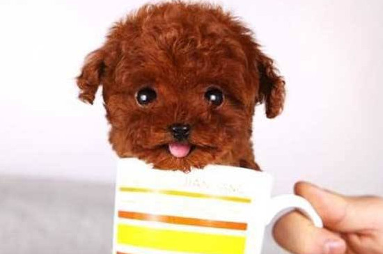 茶杯犬几个月定型