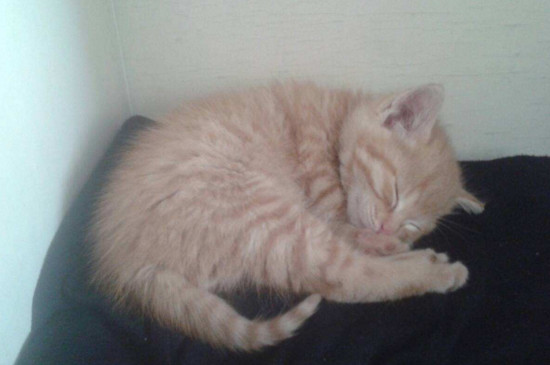 小猫骨折错位能自愈吗
