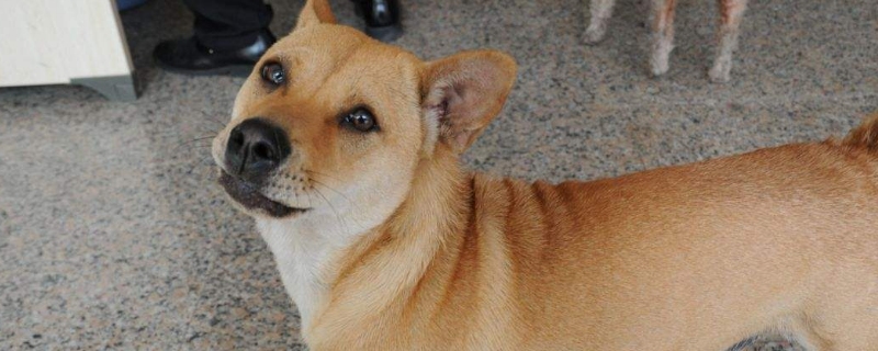 任何狗都带狂犬病毒吗