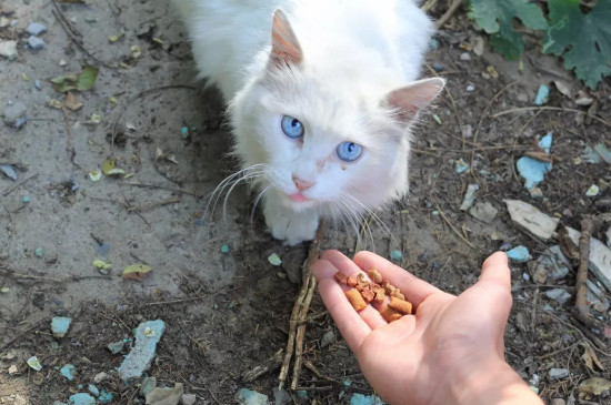 猫咪受到惊吓发出臭味