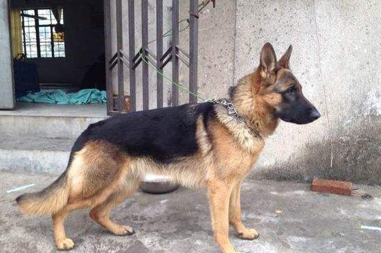 昆明犬和德牧区别