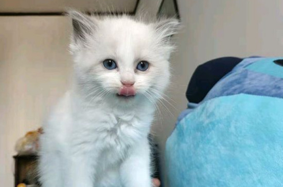 猫哪里能摸哪里不能摸