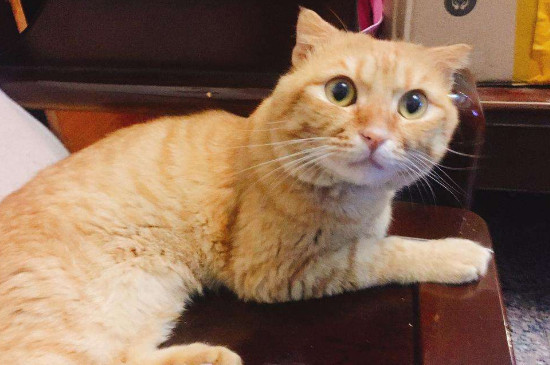 怎么判断猫要驱虫