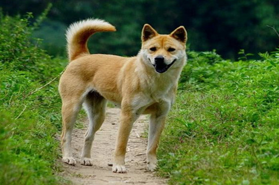 土狗多久认主人