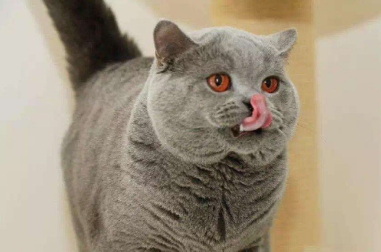 英短蓝猫有白色杂毛