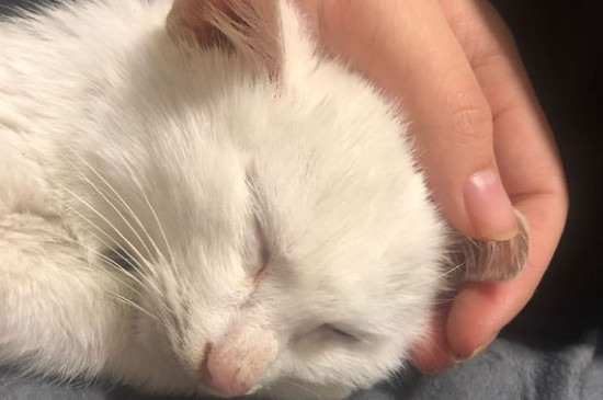 怎么让猫咪不上你的床