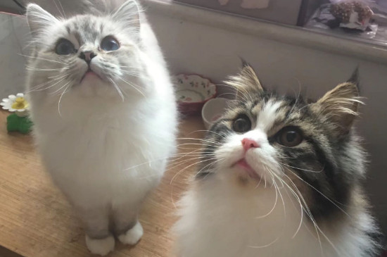 褴褛猫怎么培育出来的