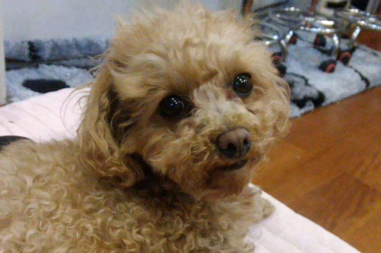 泰迪犬讨厌主人的表现