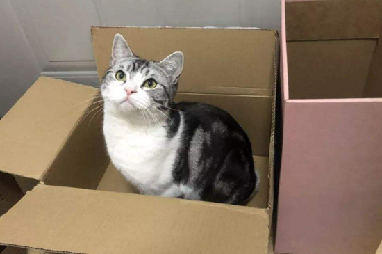 小猫为什么发出呼呼声