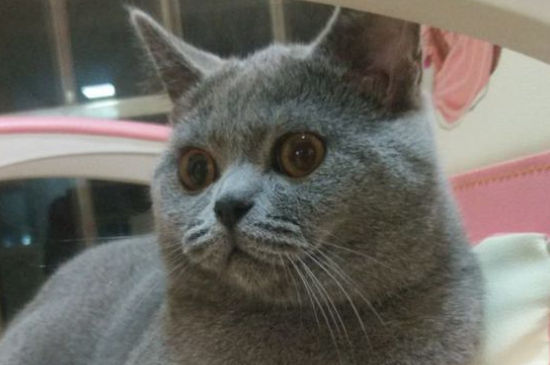 猫打喷嚏拉稀精神很好