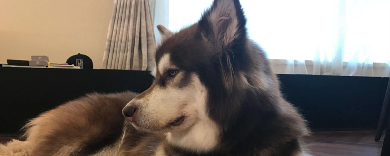 狗狗吃辣椒会致死吗