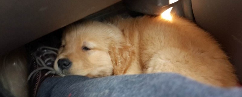 狗狗喷射状拉稀水怎么回事，狗狗拉水样便怎么办