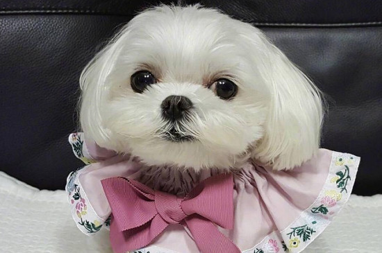 马尔济斯犬的缺点