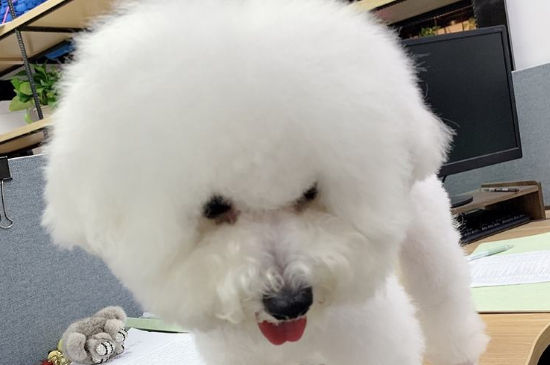养比熊一个月的花费