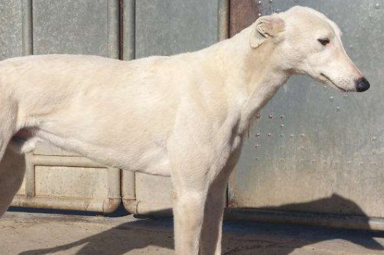 灵缇犬缺点