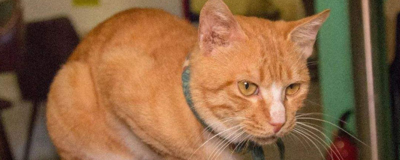 猫多少天下崽