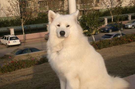 狗狗不爱喝水尿很黄怎么办