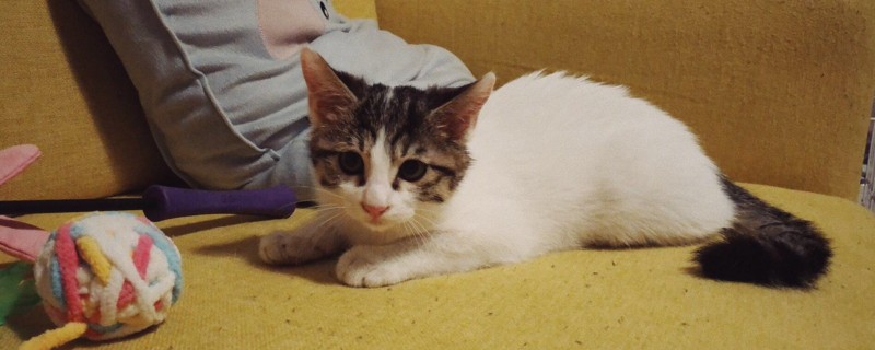 猫连续打二十多下喷嚏