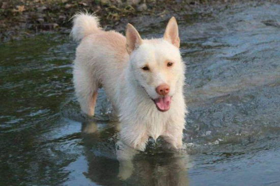 下司犬适合家养吗