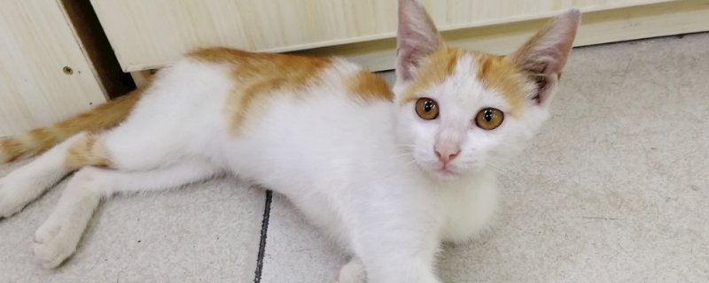 猫的肚脐眼在哪里