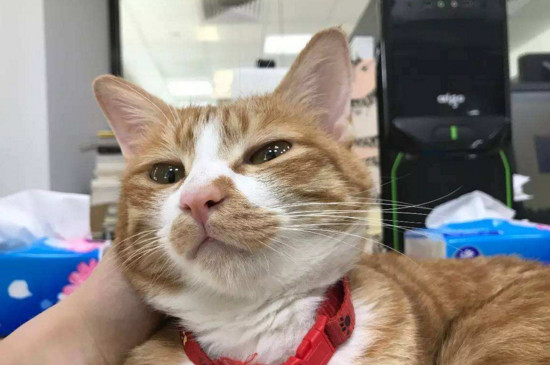 猫吃什么吐什么