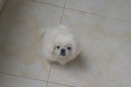 养京巴犬的注意事项