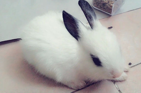 熊猫兔怎样认主人