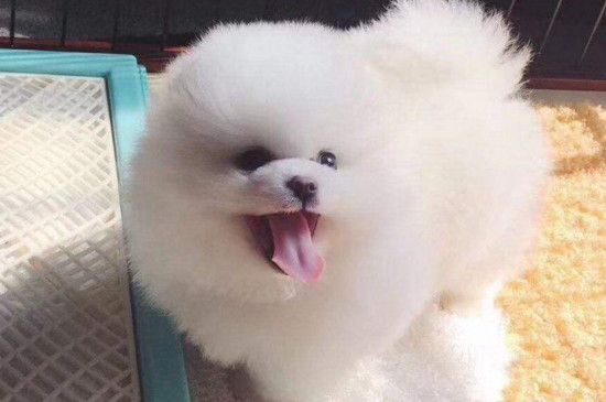 博美幼犬一天喂几次