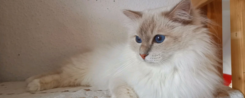 猫为什么睡主人头旁边
