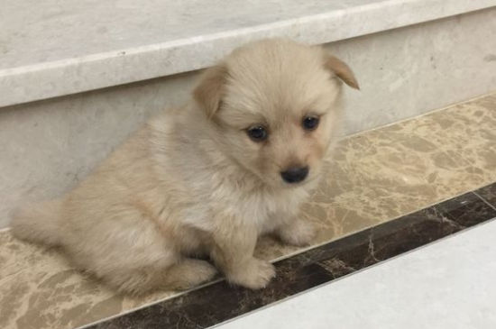 幼犬益生菌一次吃多少
