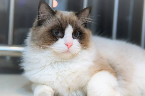 猫开脚与没开脚的区别