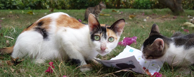 为什么要给流浪猫绝育
