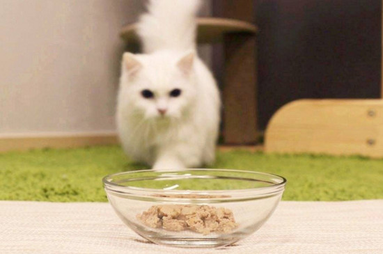 猫咪挑食怎么办，怎样改掉猫咪挑食的毛病