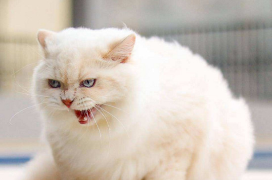 猫反感你怎么办