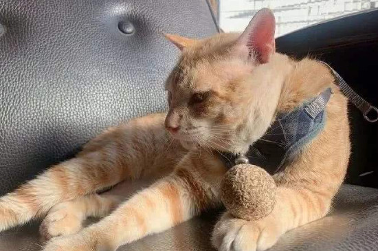 木天蓼多大的猫能吃