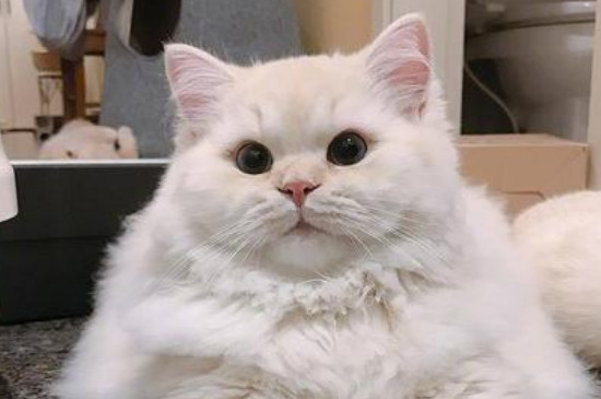 猫黄疸症状早期