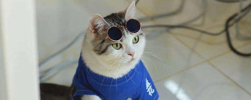 猫耳朵上有豁口