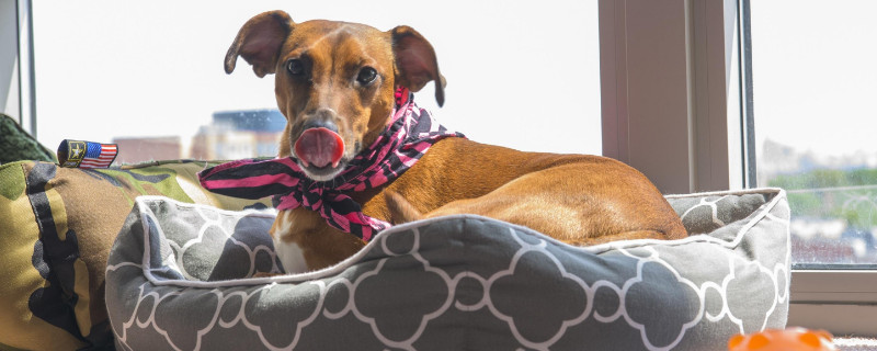 惠比特犬如何训练