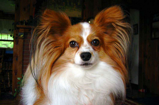 养蝴蝶犬的危害