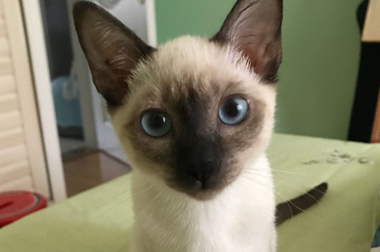 猫咪头上鼓个包凸起