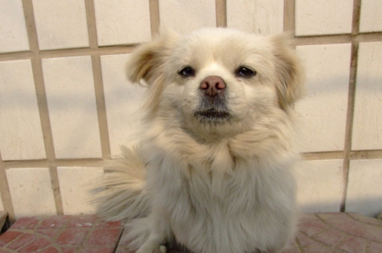 狗狗不能吃什么