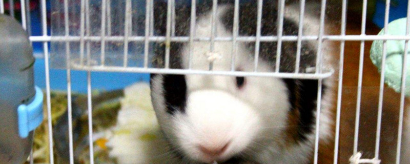 荷兰猪侧躺着不动了